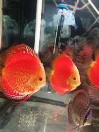 Discus de vanzare